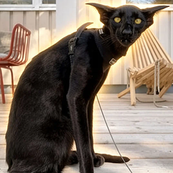 TOIVO