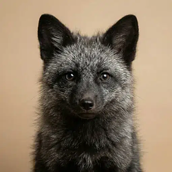 SilverFox / SOL