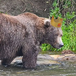 BEARGERKIN