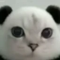 Pandacat