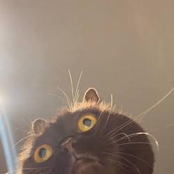 PoorCAT