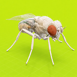 The Fly