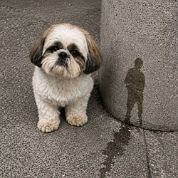 Buddy