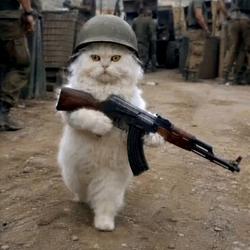 TRENCHCAT