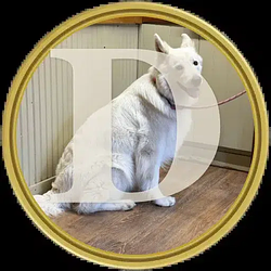 DOGE2
