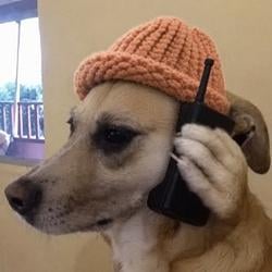 calldogwif / SOL