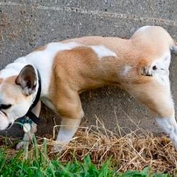 PEEDOG
