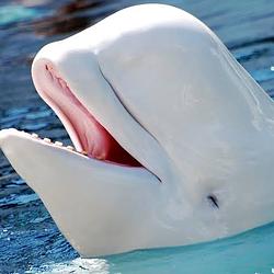 BELUGA