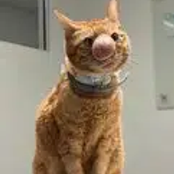 BISCUIT / SOL