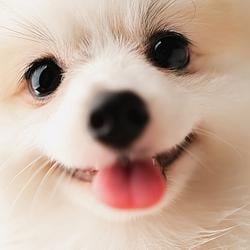 Dog Think
