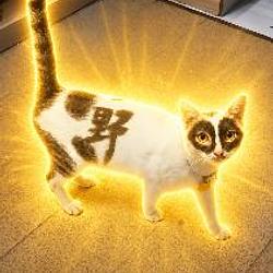 野猫侠 / BNB