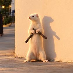MINKCHUCK