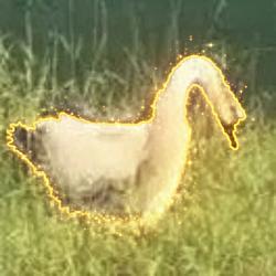 DONALD
