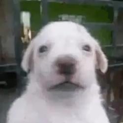 CRYINGDOG
