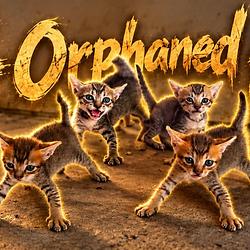 CATZ
