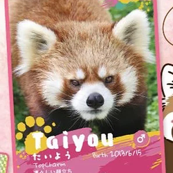 Taiyou