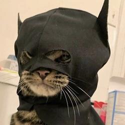 Catman