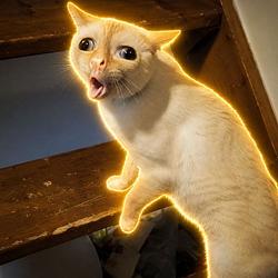 Coughing Cat (COUGH) logo