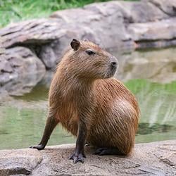CAPY