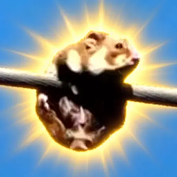 HODL