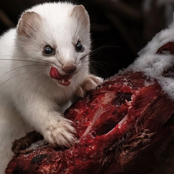 STOATS