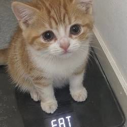 fatcat / SOL