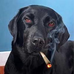 Smokedoge