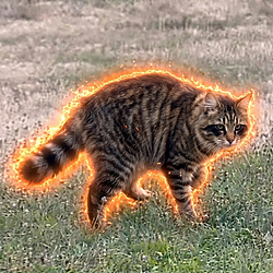 JIMCAT / SOL