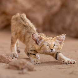 SANCAT