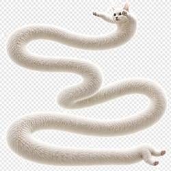 longcat