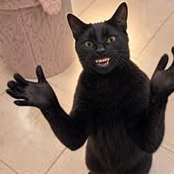 MClapCat