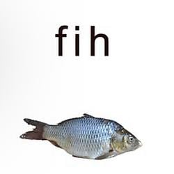 fihcoin / SOL