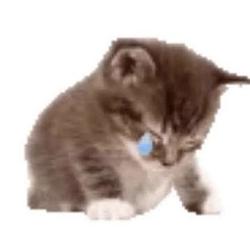 sadcat