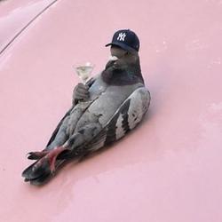 pigeonwif