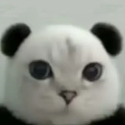 熊猫猫