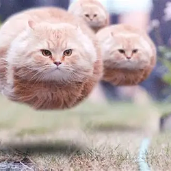 FLYING CAT