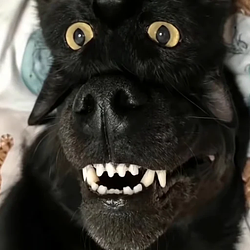 dogcat / SOL