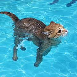 HYDROCAT