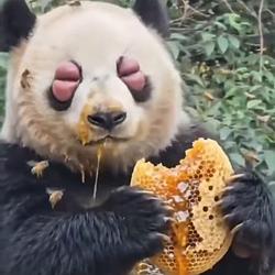 BEESWOL