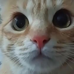 Big Eyes