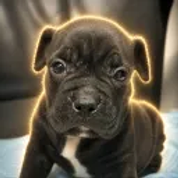 Percy