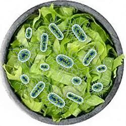 Lettuce / SOL