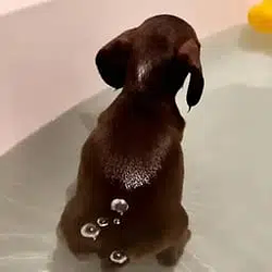 Doxie / SOL