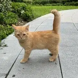 cat / SOL