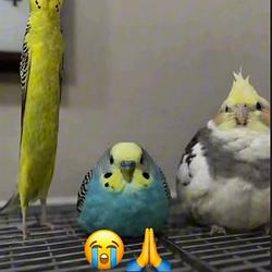 Birb