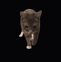 tntcat