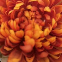 FLOWERS / SOL
