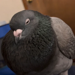 BIRDIE