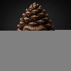 PINECOIN