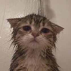 sadcat